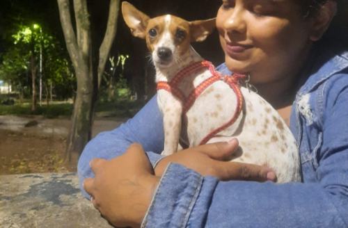 Lost Female Dog last seen Av.assis ribeiro , Jardim Veronica, SP 03816-080