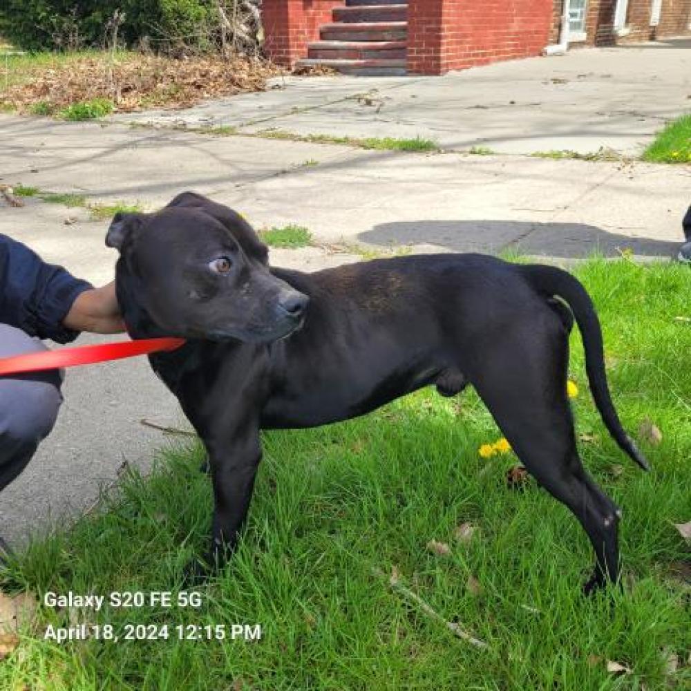 Shelter Stray Male Dog last seen Near BLOCK DICKERSON ST, DETROIT, MI, Detroit, MI 48211