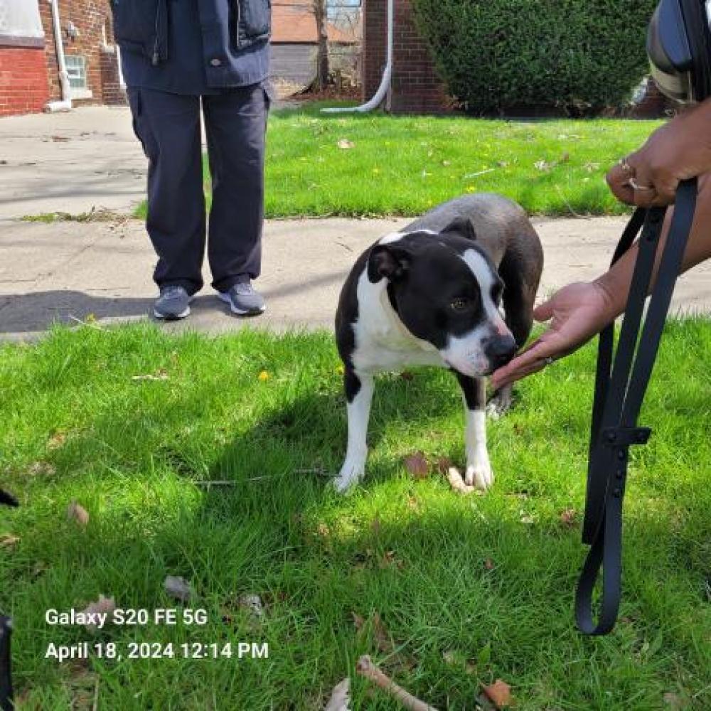 Shelter Stray Female Dog last seen Near BLOCK DICKERSON ST, DETROIT, MI, Detroit, MI 48211