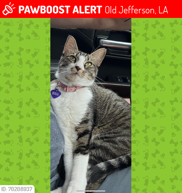 Lost Female Cat last seen barringer foreman/ Jefferson Hwy, Old Jefferson, LA 70817