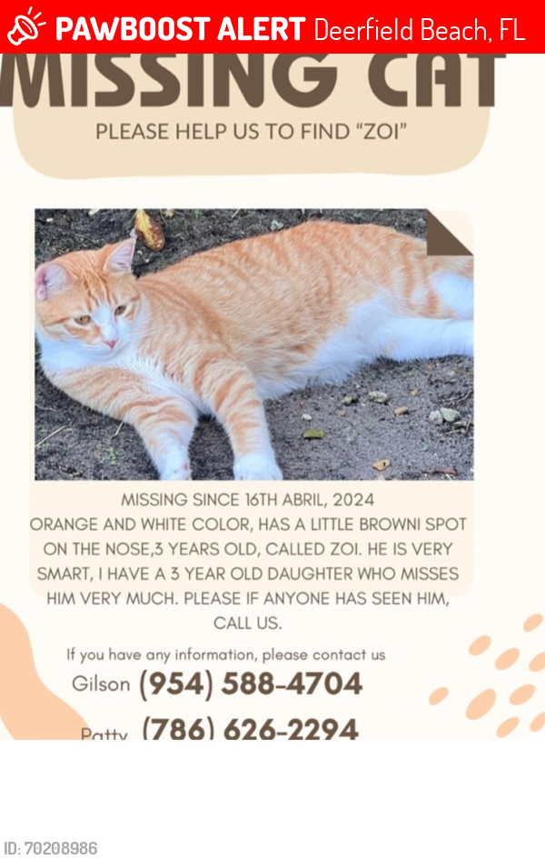 Lost Male Cat last seen Military tr , Deerfield Beach, FL 33442