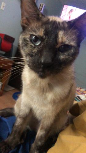 Lost Female Cat last seen Jefferson St, Liberty, TX 77575