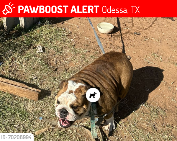 Lost Female Dog last seen Near st, Odessa, TX 79764