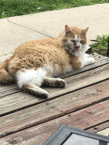 Lost Male Cat last seen Near Grove ave Dayton Ohio 45404, Dayton, OH 45404