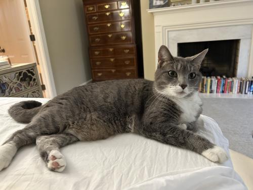 Lost Female Cat last seen Woodmont and Valley Forge, Nashville, TN 37205