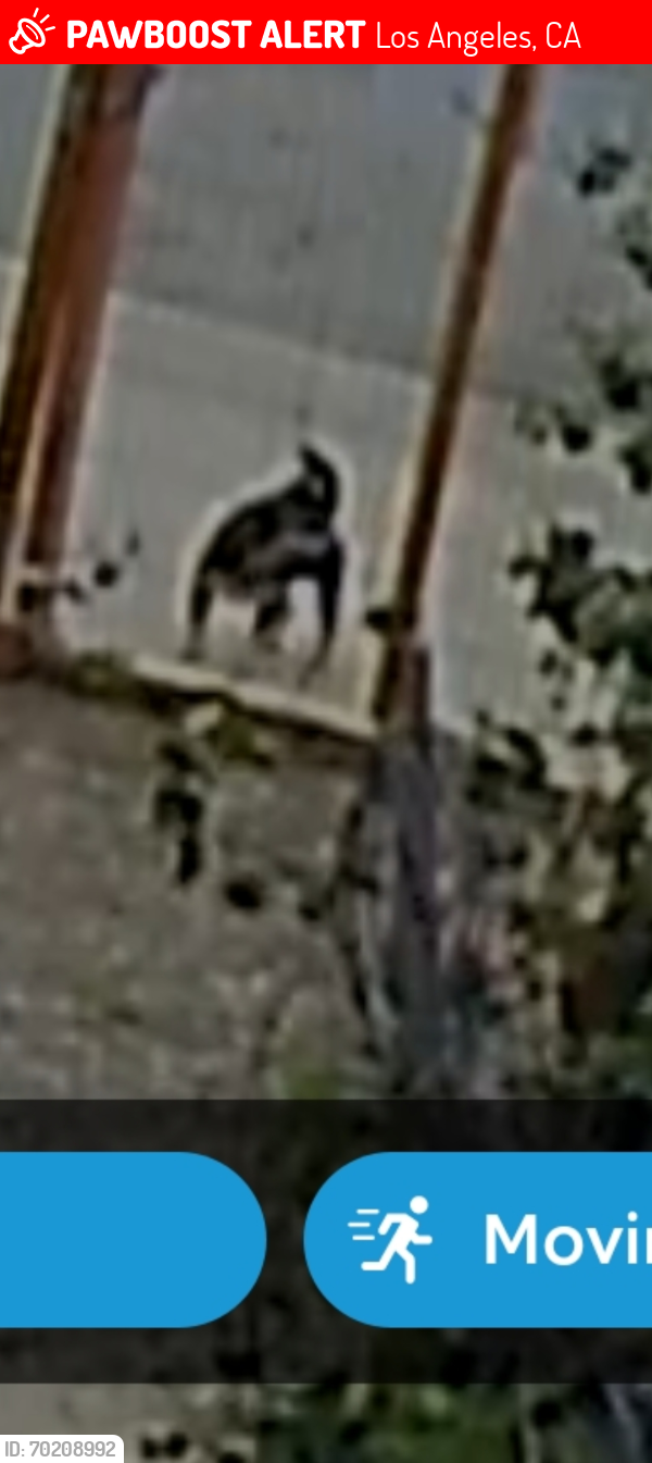 Lost Male Dog last seen Yolanda.st y  strathern , Los Angeles, CA 91335