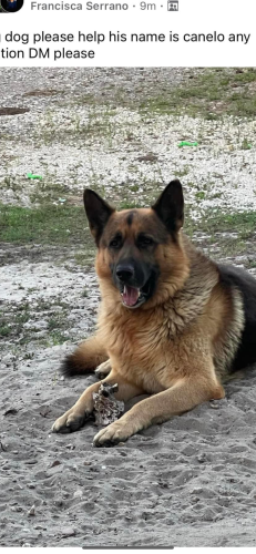 Lost Male Dog last seen Everglades Blvd n, Naples, FL 34120