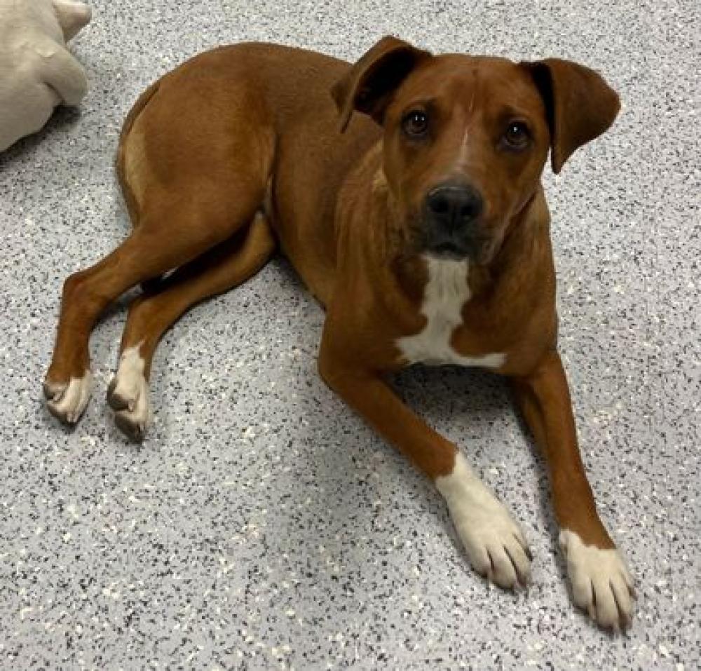 Shelter Stray Female Dog last seen Canyon County, ID , Caldwell, ID 83605