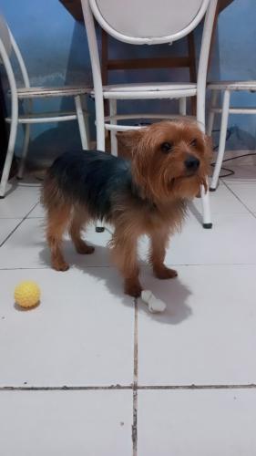 Lost Male Dog last seen Rua Cláudio Richet, Parque Pinheiros, SP 06767-135