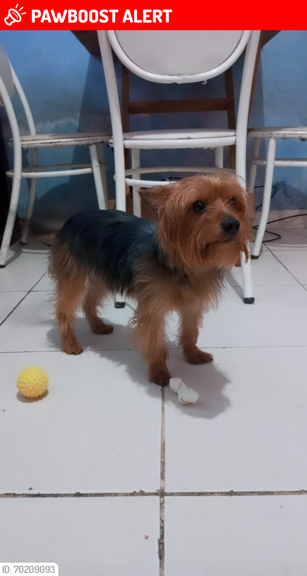 Lost Male Dog last seen Rua Cláudio Richet, Parque Pinheiros, SP 06767-135