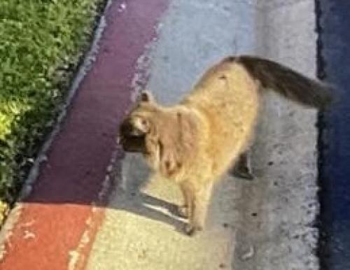 Lost Female Cat last seen Shadow was being rehomed at 14817 Waverly Downs Wy and got out the back patio through a hole., San Diego, CA 92128