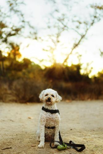 Lost Male Dog last seen Streamview and lemona, San Diego, CA 92105