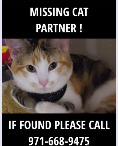 Lost Female Cat last seen 33rd dr, Portland, OR 97211