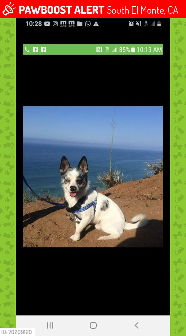 Lost Male Dog last seen Durfee ave and Michael hunt, South El Monte, CA 91733