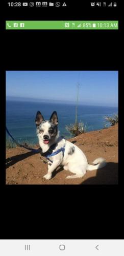 Lost Male Dog last seen Durfee ave and Michael hunt, South El Monte, CA 91733