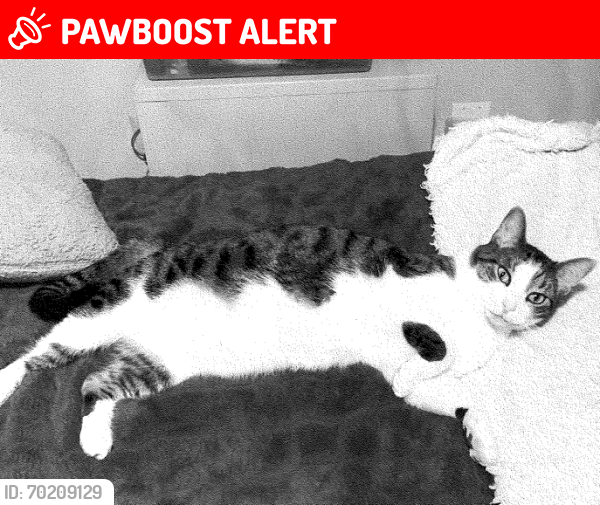 Lost Male Cat last seen Near Ravens Crest Dr, Plainsboro twp, NJ 08536, Plainsboro Township, NJ 08536