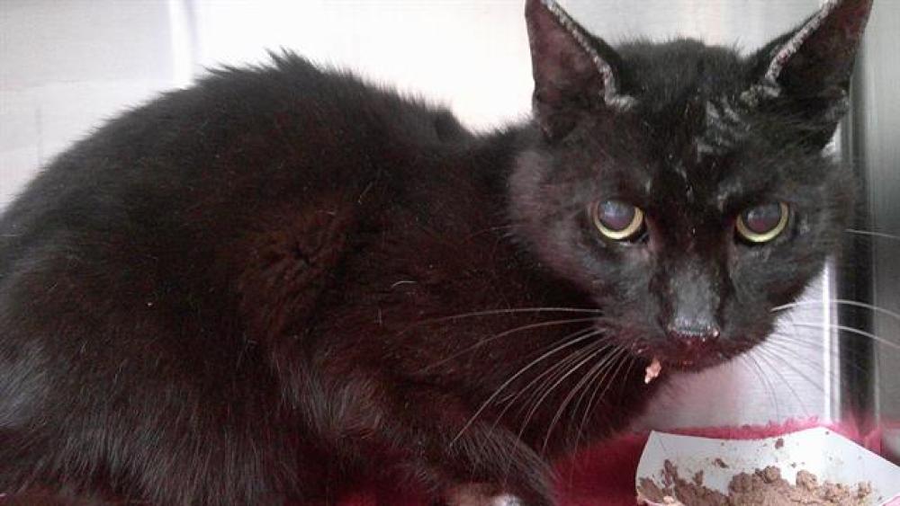 Shelter Stray Male Cat last seen Near BLOCK S 28 AV, HOLLYWOOD FL 33020, Davie, FL 33312