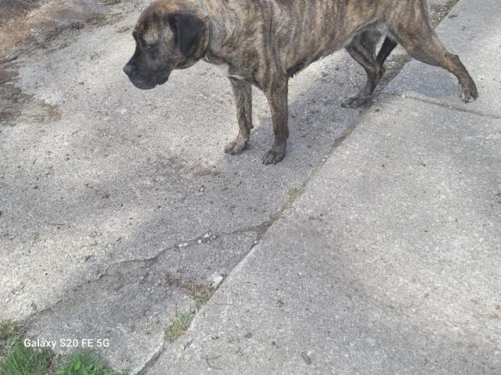 Shelter Stray Female Dog last seen Near BLOCK FORRER ST, DETROIT, MI, Detroit, MI 48211