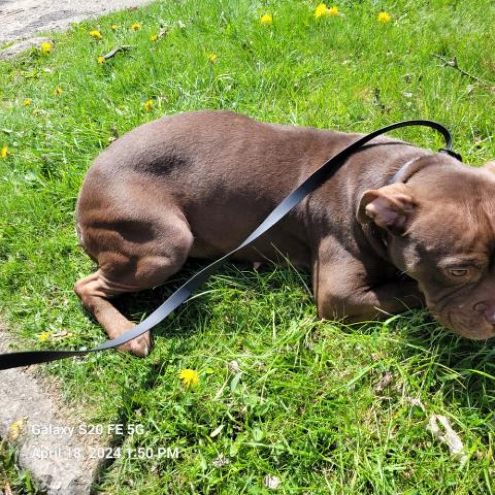 Shelter Stray Female Dog last seen Near BLOCK HAMBURG ST, DETROIT, MI, Detroit, MI 48211