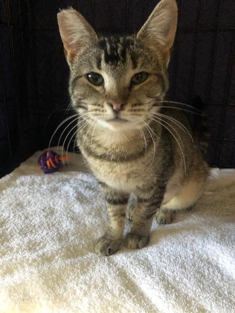 Shelter Stray Female Cat last seen 34TH ST & 20TH AVE, Sacramento, CA 95818