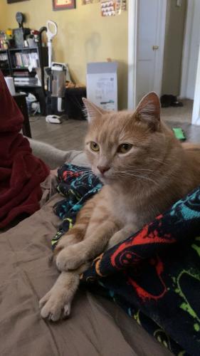 Lost Male Cat last seen Meridian and route 66, Oklahoma City, OK 73127