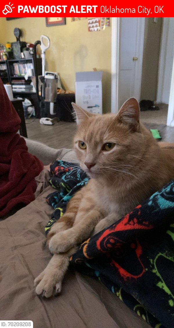 Lost Male Cat last seen Meridian and route 66, Oklahoma City, OK 73127