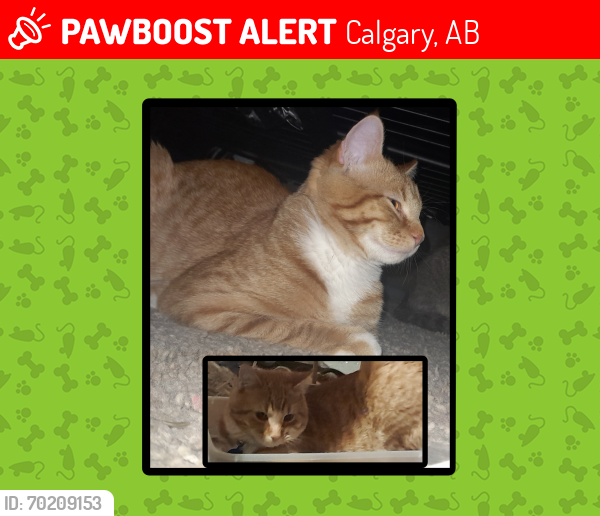 Lost Male Cat last seen OGDEN ,SOUTHEAST, Calgary, AB 