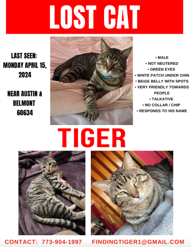 Lost Male Cat last seen Austin and Belmont, Chicago, IL 60634