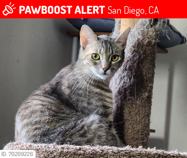 Lost Female Cat last seen Ivy St. Fern st., San Diego, CA 92104