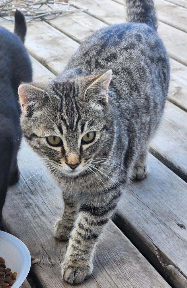 Shelter Stray Male Cat last seen Stray litter found in Onoway, ONOWAY, AB, T0E, Canada, Edmonton, AB T5V 0B2