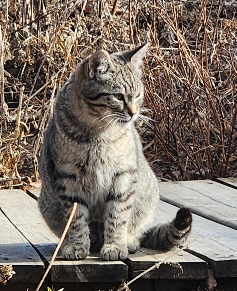 Shelter Stray Female Cat last seen Stray litter found in Onoway, ONOWAY, AB, T0E, Canada, Edmonton, AB T5V 0B2
