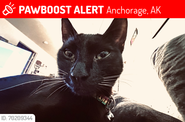 Lost Female Cat last seen Lake Otis Pkwy , Anchorage, AK 99507