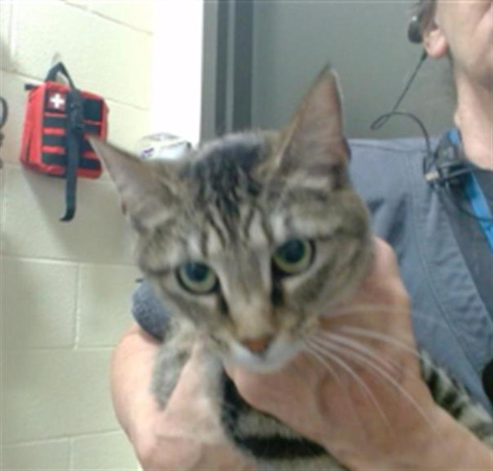 Shelter Stray Female Cat last seen SANDERSON GULCH TRAIL 80223, Denver, CO 80223