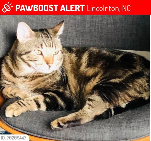 Lost Male Cat last seen Lincolnton, NC , Lincolnton, NC 28092