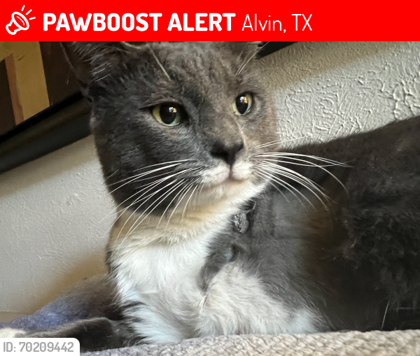 Lost Male Cat last seen McDonald and Hill, Alvin, TX 77511