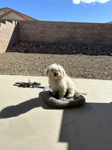 Lost Male Dog last seen S gila ave , Tucson, AZ 85746