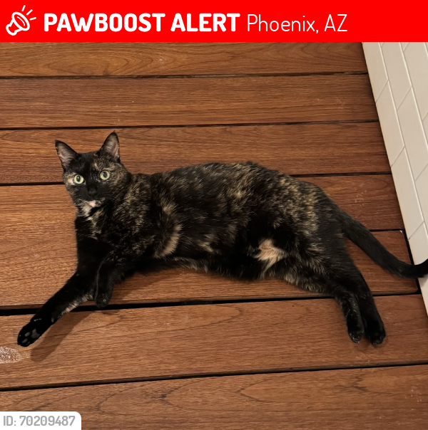 Lost Female Cat last seen Oak street and 13th street, Phoenix, AZ 85006