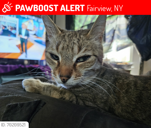 Lost Male Cat last seen East Cedar st., Fairview, NY 12601