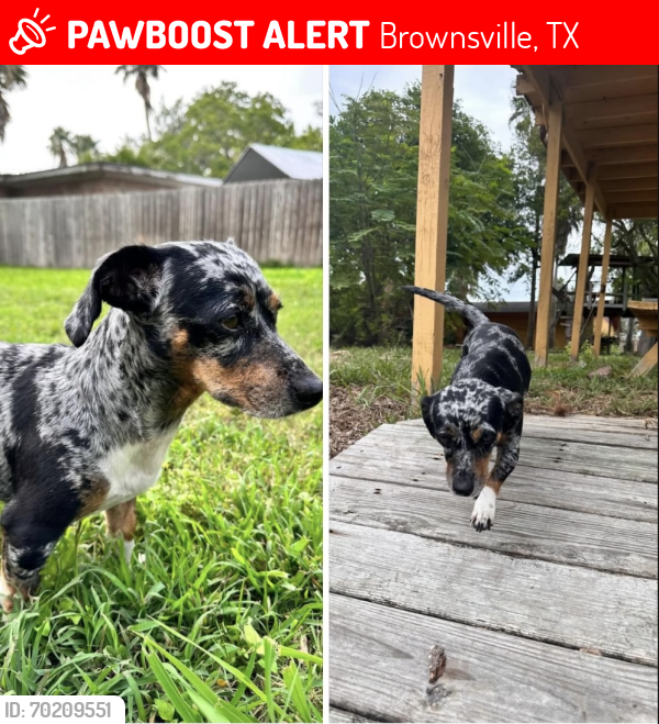 Lost Female Dog last seen Boca chica brownsville,TX, Brownsville, TX 78521