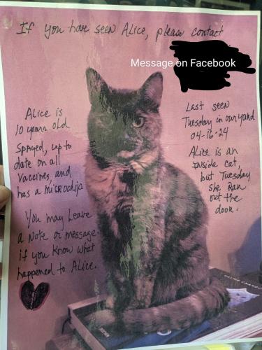Lost Female Cat last seen Rte 290 and Howell Rd, Duncan, SC, Duncan, SC 29334