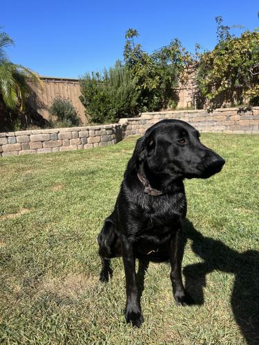 Lost Male Dog last seen Rough and Downey court, Chula Vista, CA 91911
