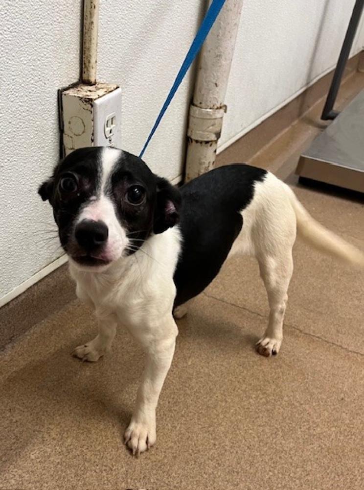 Shelter Stray Female Dog last seen FOUND BEHIND CITY HALL IN A CARRIER, Hayward, CA 94544