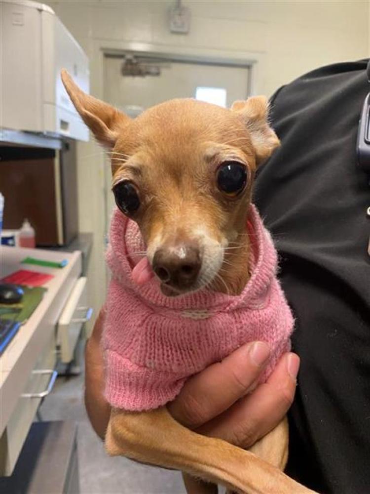 Shelter Stray Female Dog last seen TRUXEL RD & NORTH MARKETPLACE, Sacramento, CA 95818
