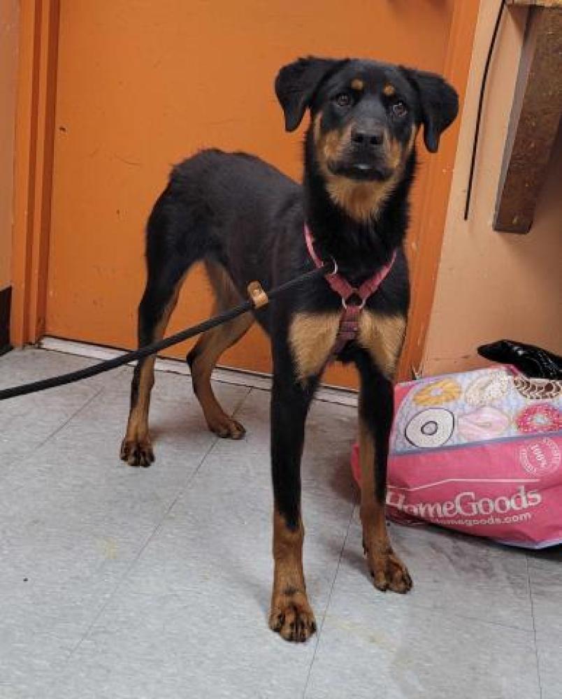 Shelter Stray Female Dog last seen Near BLOCK BELAND, DETROIT, MI 48234, Detroit, MI 48211