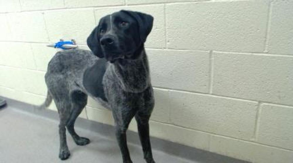 Shelter Stray Male Dog last seen Near BLOCK E ELK PL, DENVER CO 80239, Denver, CO 80223