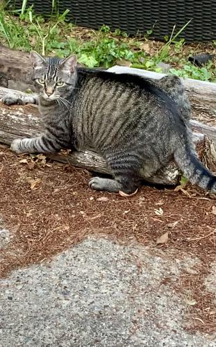 Lost Male Cat last seen N. 32nd St. near Reese Cemetery, Springfield, MI 49037
