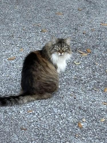 Lost Female Cat last seen Dallas Ave./Bellview Ave., Bellview, FL 32526