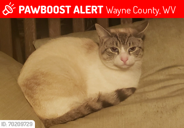 Lost Male Cat last seen Route 75, Wayne County, WV 25704