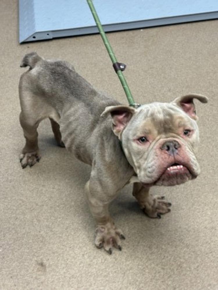 Shelter Stray Male Dog last seen Near Wilkinson Drive, Atlanta, GA, 30317, 30317, GA, Chamblee, GA 30341