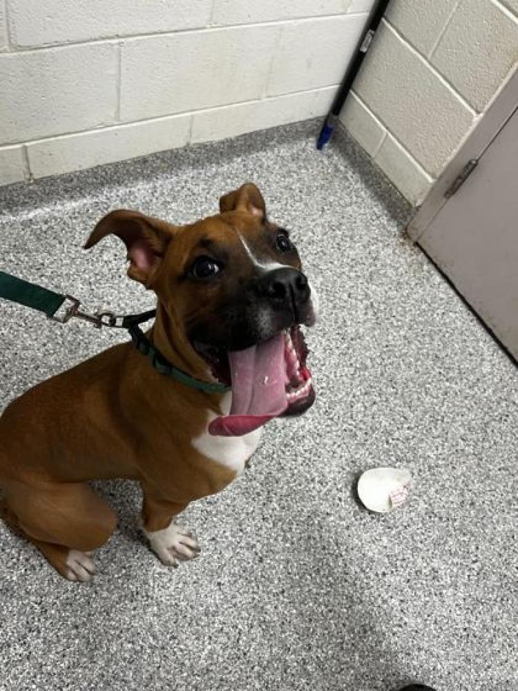 Shelter Stray Male Dog last seen Knoxville, TN , Knoxville, TN 37919